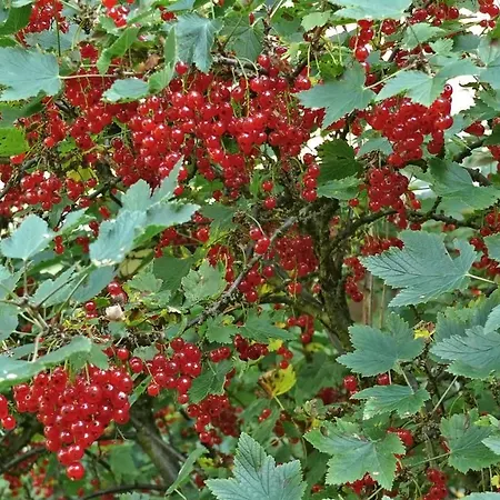 Wild Korgemae Farma *