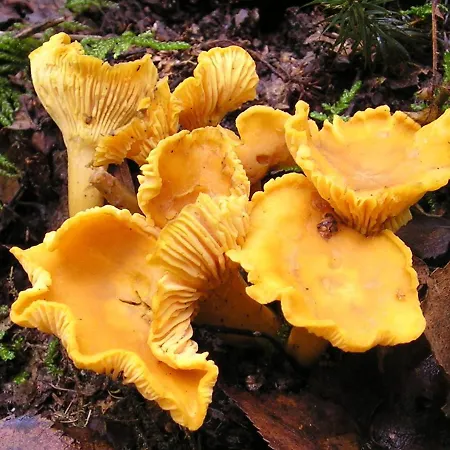 Wild Korgemae Farma *
