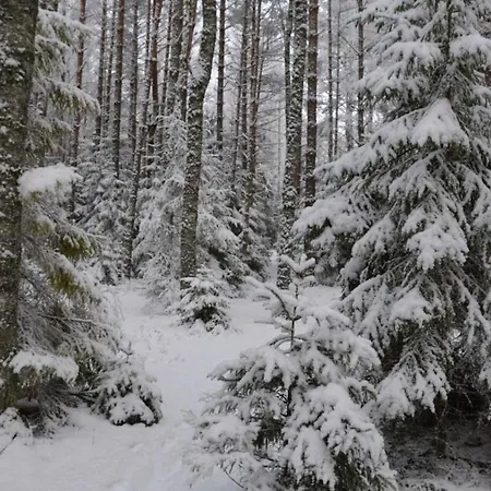 Wild Korgemae Kanassaare