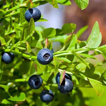 Wild Korgemae Farma Kanassaare