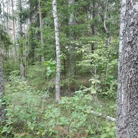 Farma Wild Korgemae