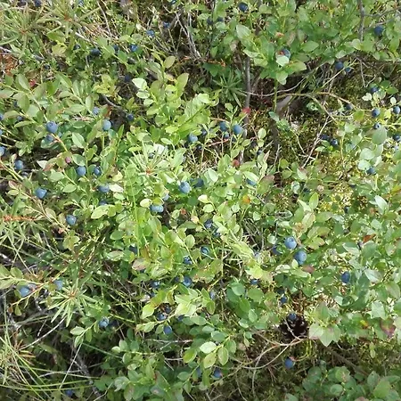 Wild Korgemae