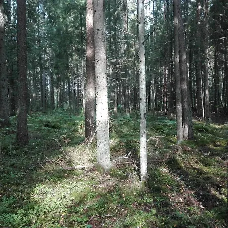 Wild Korgemae Farma